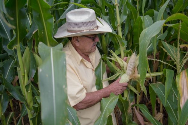 Sube producción de maíz en Guerrero